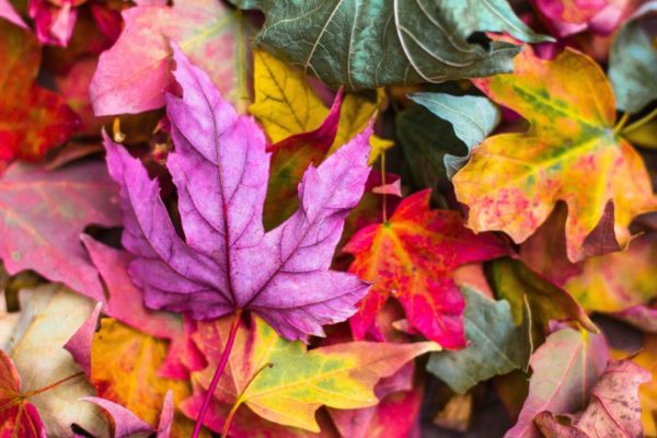 Autumn Soul: a day of connection, creativity and healing practices