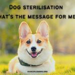 dog sterilisation