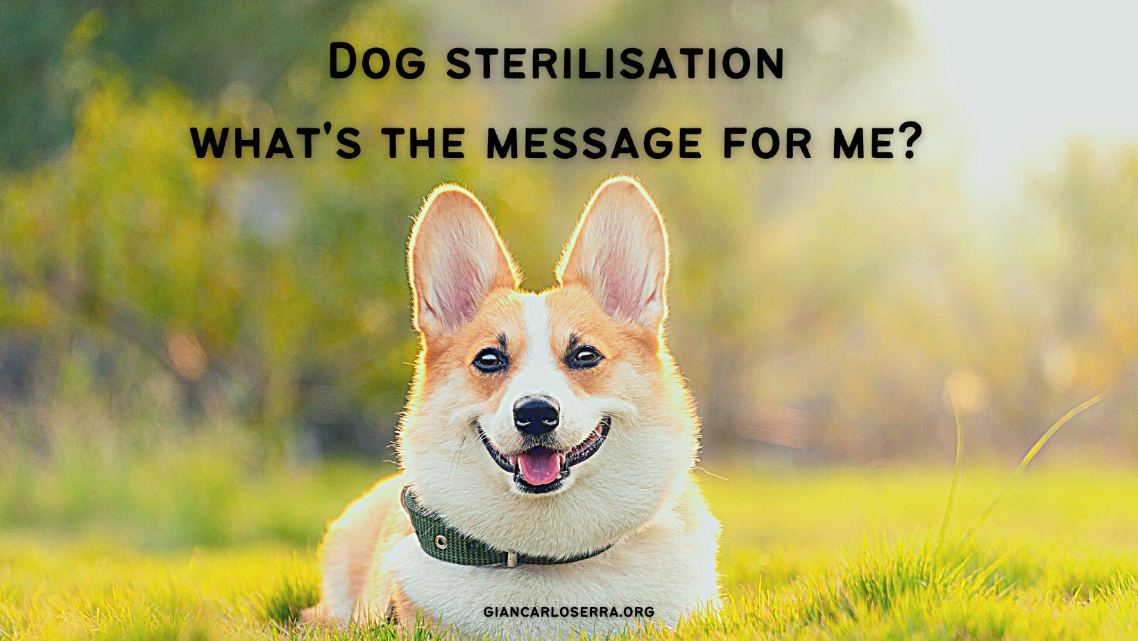 dog sterilisation